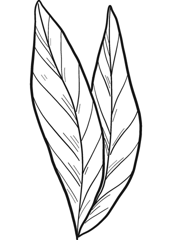 Laurel Leaves Coloring Page